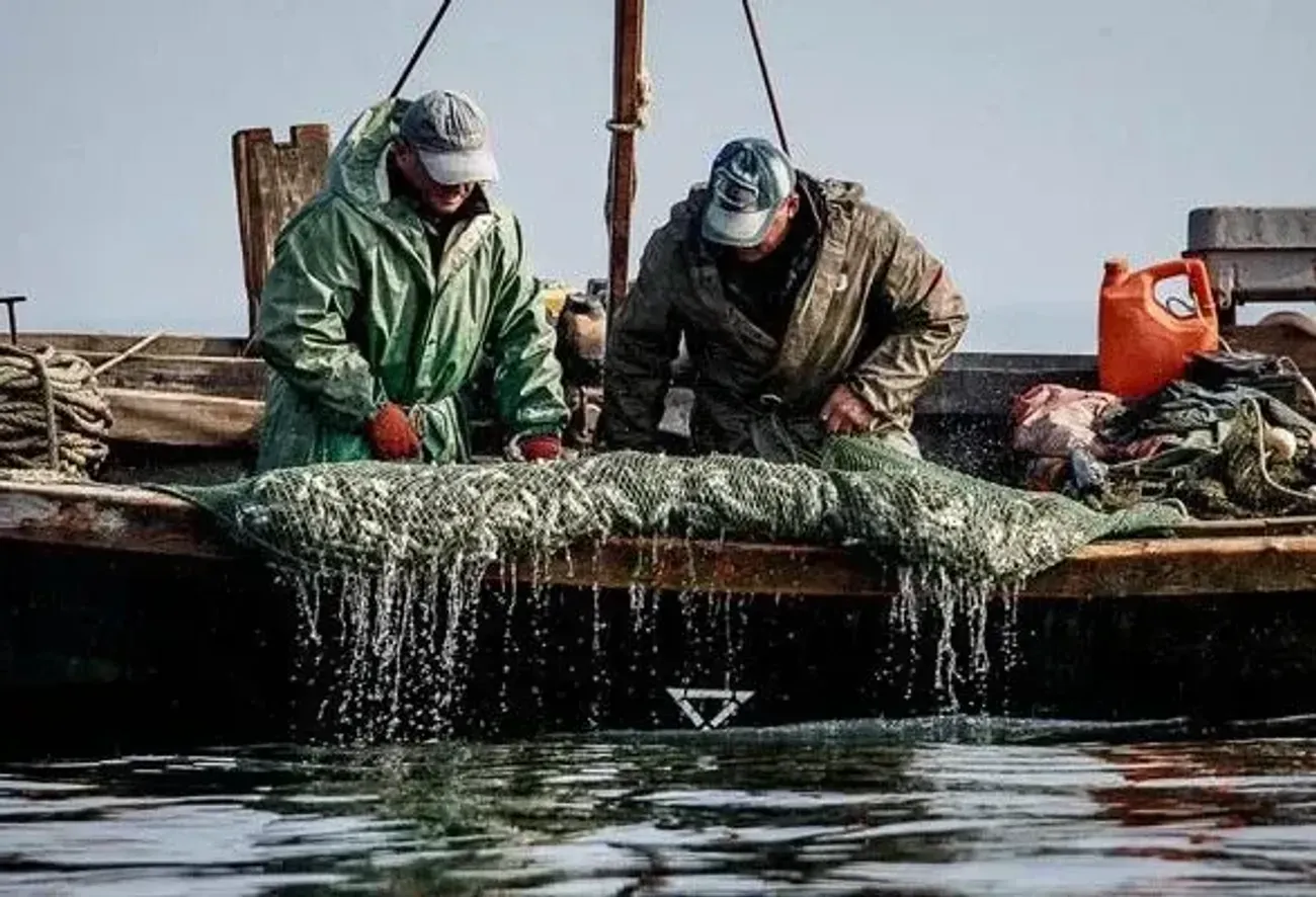 Вилов українських рибалок сягнув 21,5 тис. тонни: де і якої риби найбільше