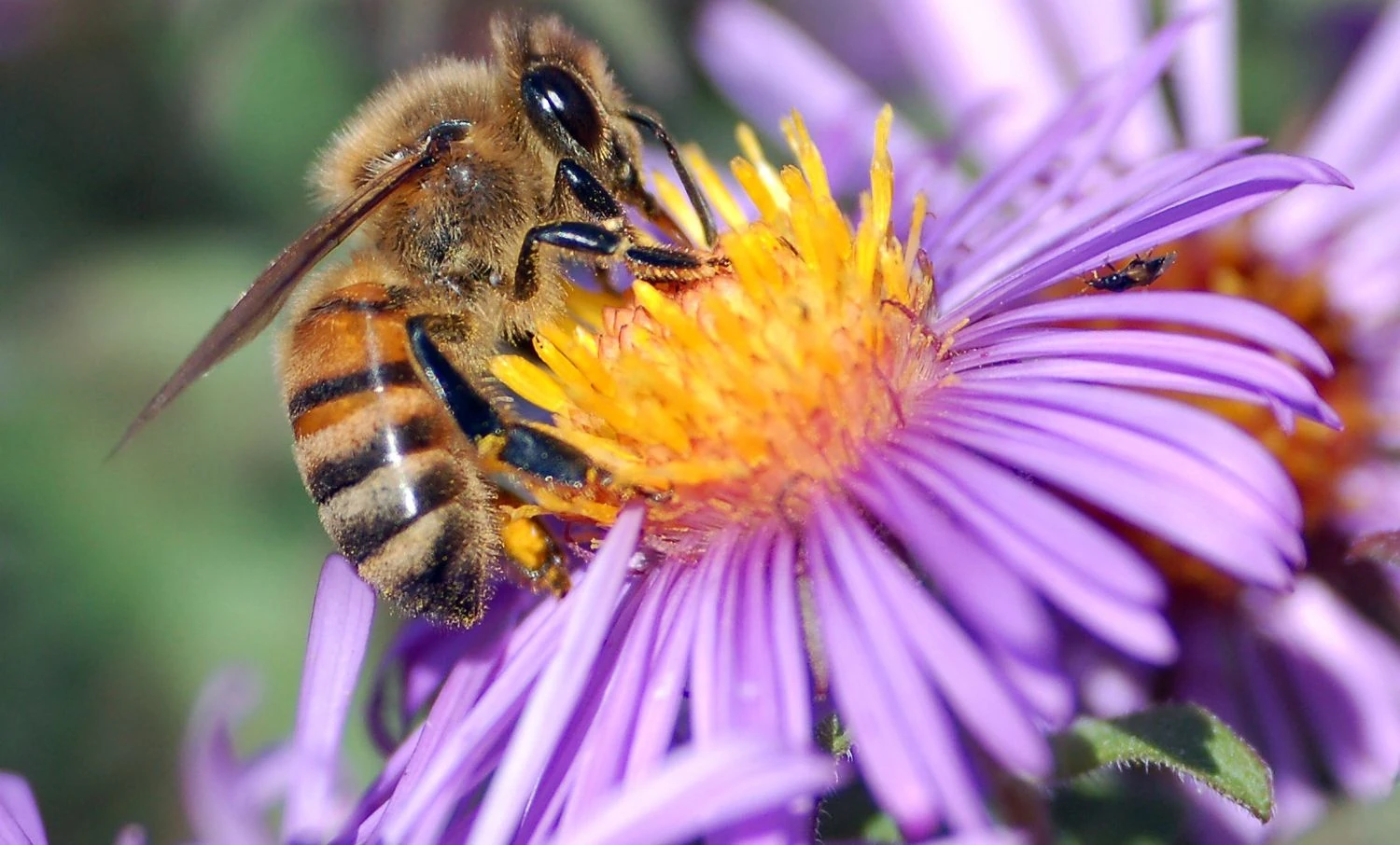 Українські Національні Новини (УНН)