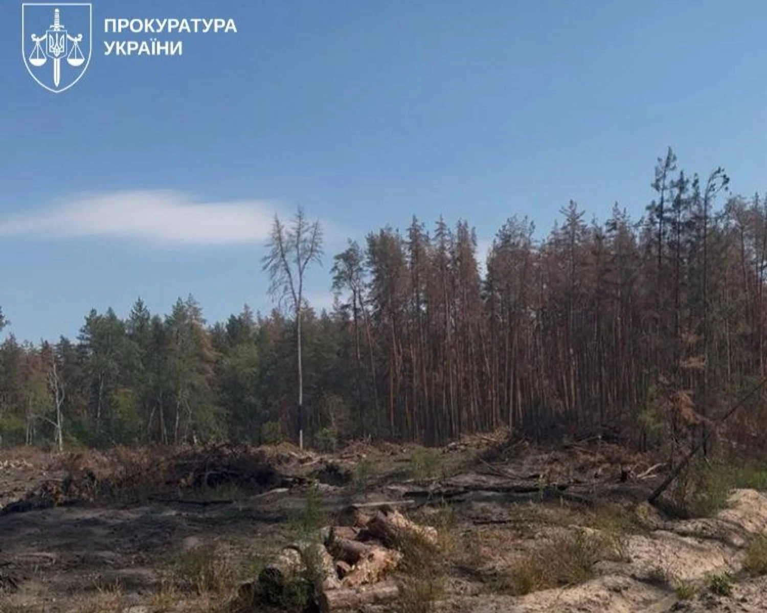 На Львівщині викрили схему вирубки лісу на 103 млн грн, підозрюваний депутат - Генпрокурор